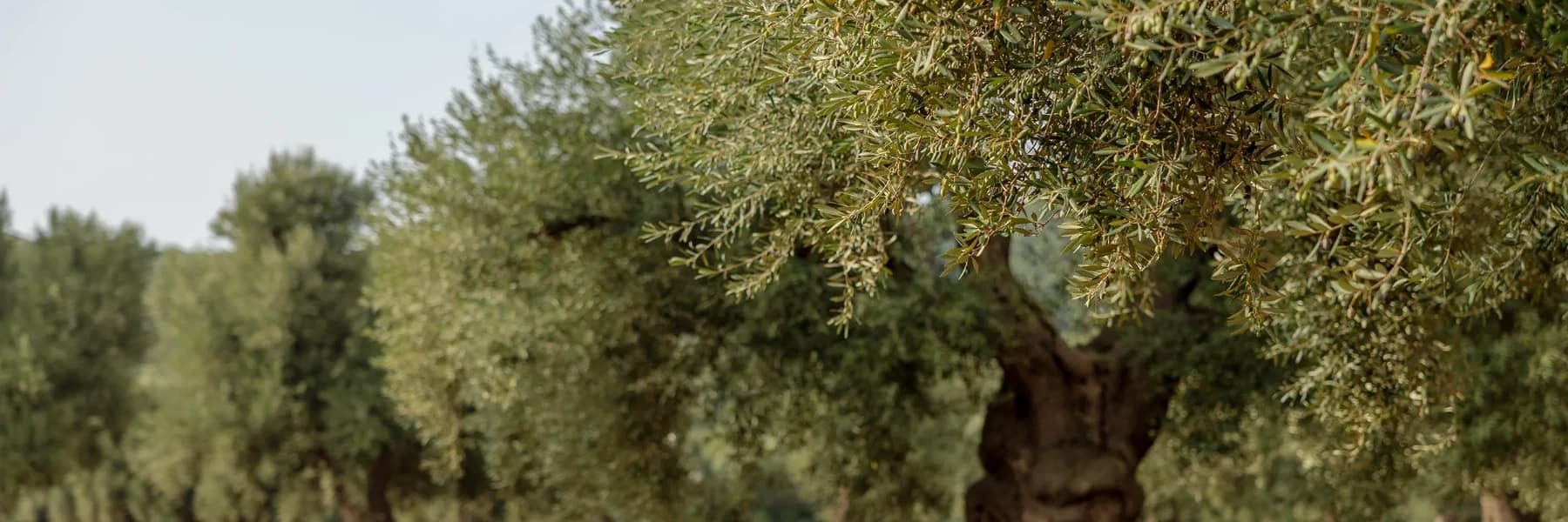 Olearia Talarico banner