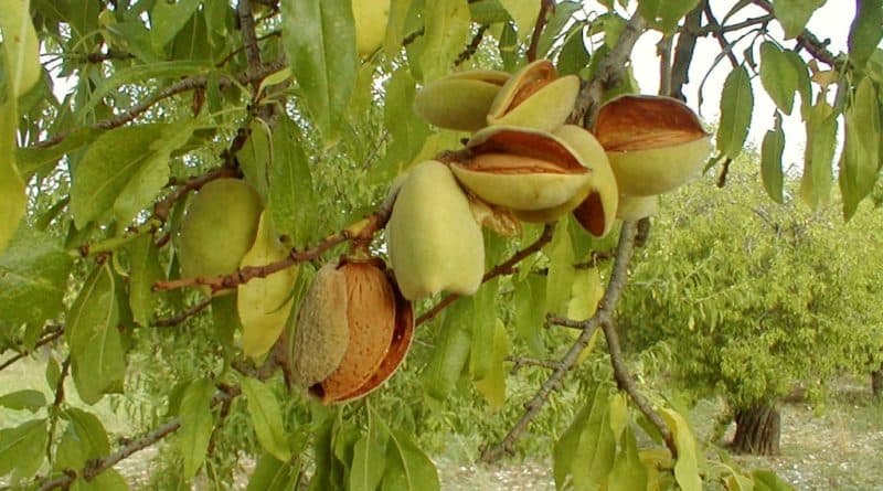 BioAlmond Sicilia banner